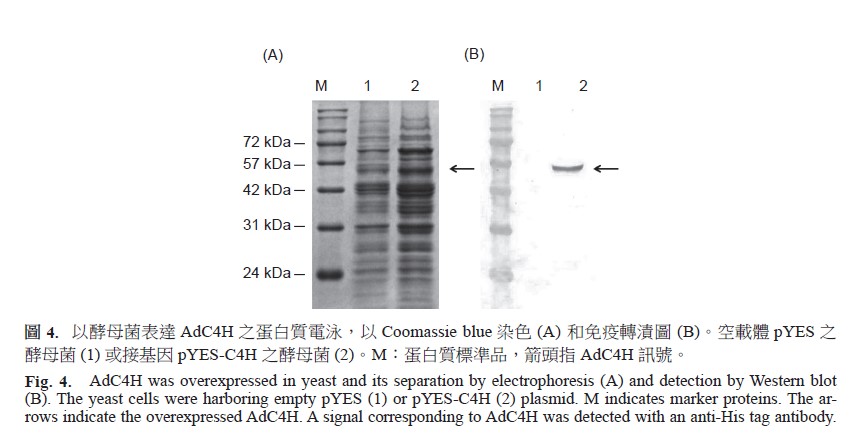 AdC4H was overexpressed in yeast and its separation by electrophoresis (A) and detection by Western blot (B). The yeast cells were harboring empty pYES (1) or pYES-C4H (2) plasmid. M indicates marker proteins. The arrows indicate the overexpressed AdC4H. A signal corresponding to AdC4H was detected with an anti-His tag antibody.